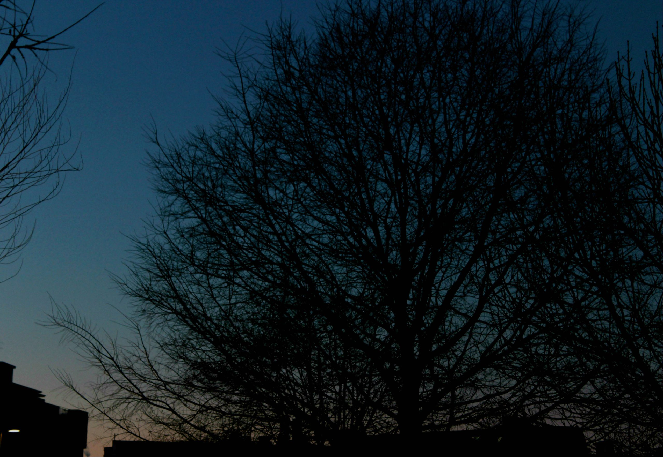 OMbra di albero al tramonto